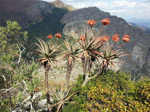 Aloe Munchii (10 Seeds) Zimbabwe