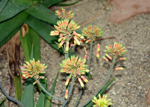 Aloe scobinifolia (10 Seeds) Somalia .