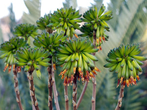 Aloe viridiflora (8 Seeds) Namibia