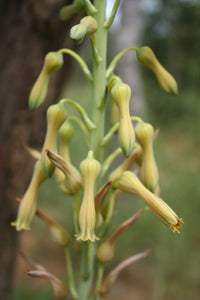 Aloe buettneri (7 Seeds) Tanzania