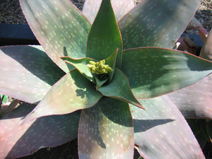 Aloe reynoldsii (8 Seeds) South Africa