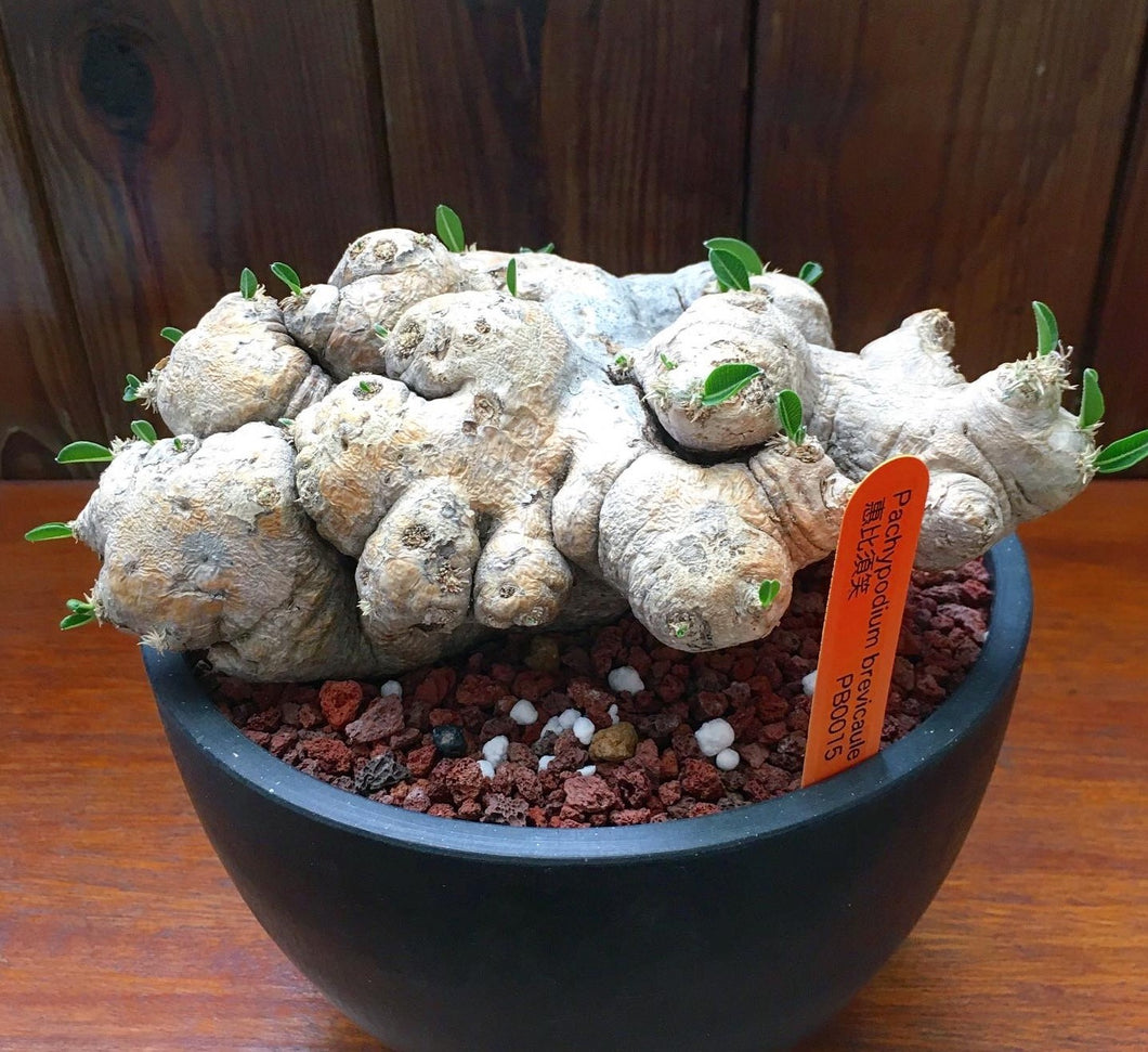 Pachypodium brevicaule LIVE PLANT FOR SALE #46641
