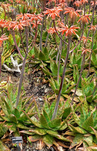Aloe maculata 7 Seeds South Africa