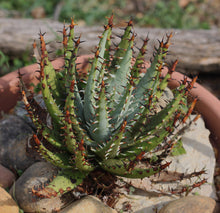将图片加载到图库查看器，Aloe erinacea (10 Seeds) RARE  Namibia.