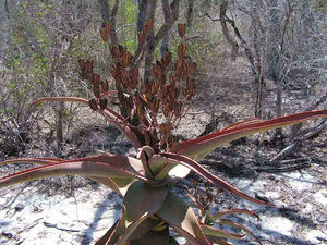 Aloe vaotsanda ( 7 Seeds ) Madagascar