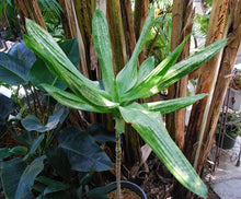 Load image into Gallery viewer, Dracaena cantleyi 10 seeds