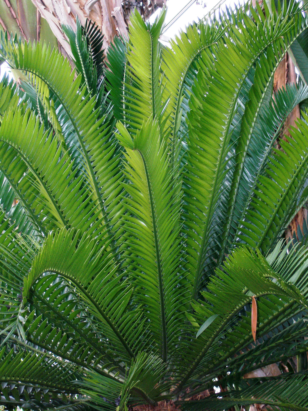 Encephalartos bubalinus 3 seeds Palm Tanzania