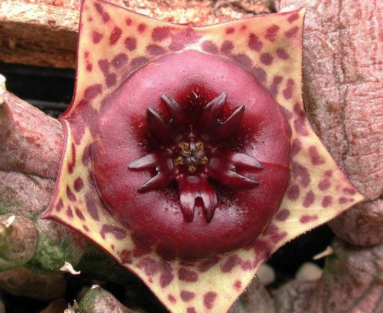 Stapelianthus keraudreniae 10 seeds Madagascar