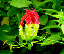 Load image into Gallery viewer, Gloriosa ( Im Almost Green ) x1 Bulb-Tuber
