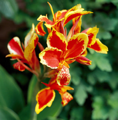 Canna Lily ( Sunset )  x1 Bulb-Tuber