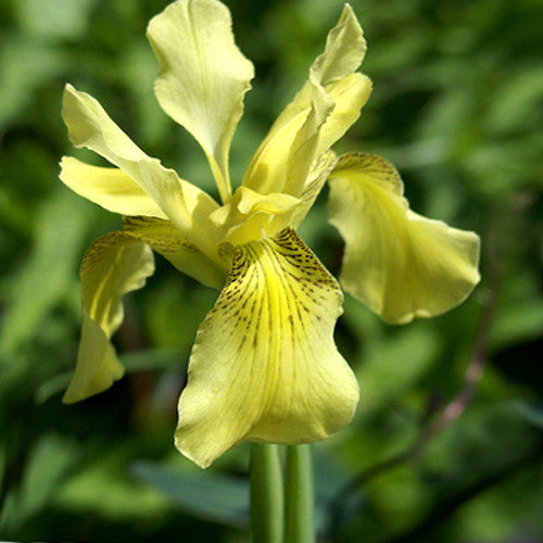 Iris ( Classic Yellow )  x1 Bulb-Tuber
