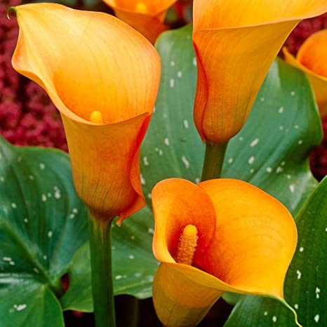 Zantedeschia Calla Lily (Orange Breeze ) x1 Bulb-Tuber