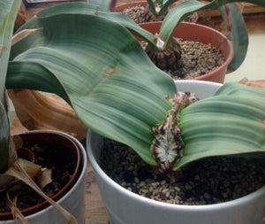 Welwitschia mirabilis  LIVE PLANT #07131 For Sale
