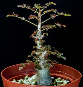 Boswellia dioscoridis (5 Seeds) Caudex Socotra