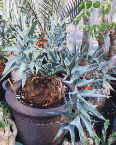 Encephalartos arenarius LIVE PLANT #454 For Sale