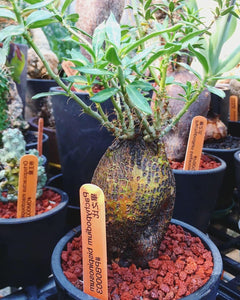 Pachypodium bispinosum LIVE PLANT #711 For Sale