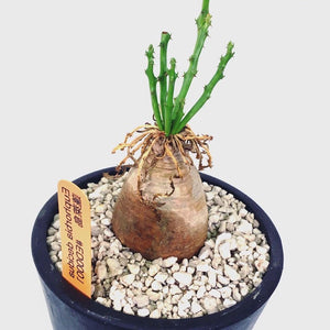 Euphorbia decidua LIVE PLANT #0534 For Sale