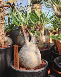 Pachypodium gracilius LIVE PLANT #408 For Sale