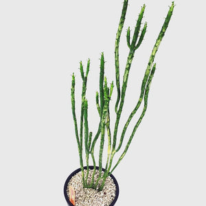 Euphorbia leucodendron LIVE PLANT #098 For Sale