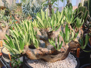 Pachypodium inopinatum LIVE PLANT #091 For Sale