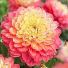 Load image into Gallery viewer, Melody Dahlia 60 Pcs Flowers Seeds