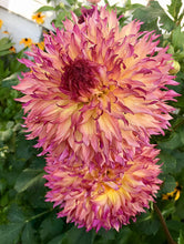 Load image into Gallery viewer, Myrtle Folley Dahlia 60 Pcs Flowers Seeds