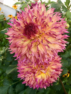 Myrtle Folley Dahlia 60 Pcs Flowers Seeds