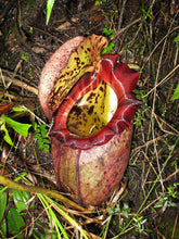 Load image into Gallery viewer, Nepenthes Pitcher Plant  Rajah 5 Pcs Seeds