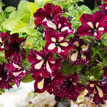 Load image into Gallery viewer, Petunia Star Hybrid 100 Pcs Flowers Seeds