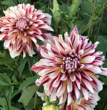 Load image into Gallery viewer, Dahlia &#39; Carribean Fantasy&#39; 60 Pcs Flowers Seeds