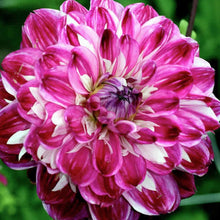 Load image into Gallery viewer, Dahlia &#39;Optic Illusion&#39; 60 Pcs Flowers Seeds