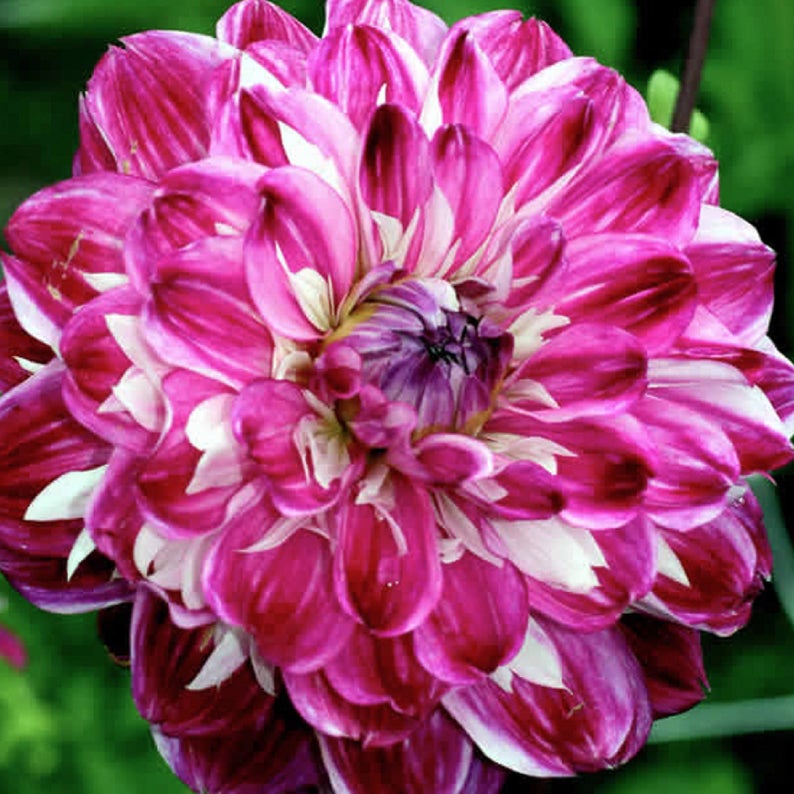 Dahlia 'Optic Illusion' 60 Pcs Flowers Seeds