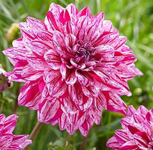 Load image into Gallery viewer, Santander Dahlia 60 Pcs Flowers Seeds