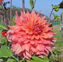 Load image into Gallery viewer, Summer Sunset Dahlia 60 Pcs Flowers Seeds