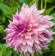 Load image into Gallery viewer, Dahlia &#39;Maki&#39; 60 Pcs Flowers Seeds