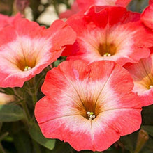 Load image into Gallery viewer, Petunia Russian Grandiflora 100 Pcs Flowers Seeds