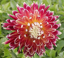 Load image into Gallery viewer, Dahlia Akita 60 Pcs Flowers Seeds