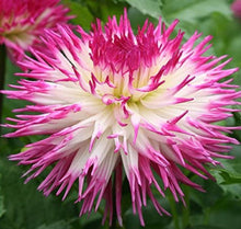 Load image into Gallery viewer, Pineland Princess Dahlia 60 Pcs Flowers Seeds