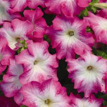 Load image into Gallery viewer, Mirage Rose Petunia 100 Pcs Flowers Seeds