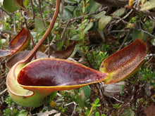 Load image into Gallery viewer, Nepenthes Lowii Pitcher Plant  5 Pcs Seeds
