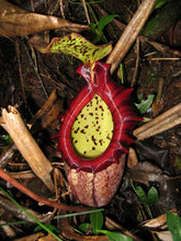 将图片加载到图库查看器，Nepenthes Pitcher Plant  Rajah 5 Pcs Seeds