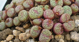 Conophytum truncatum v. wiggetiae 10 Pcs Seeds