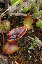 Načíst obrázek do prohlížeče Galerie, Nepenthes Lowii Pitcher Plant  5 Pcs Seeds