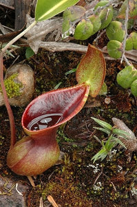 Nepenthes Lowii Pitcher Plant  5 Pcs Seeds