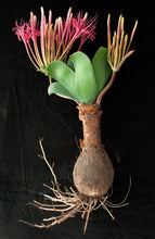 Load image into Gallery viewer, Ammocharis tinneana 5 Seeds South Africa