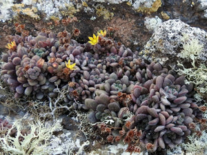 Aichryson tortuosum (Aiton) (10 Seeds) Canary Islands