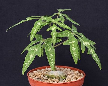 Adenia lindenii (7 Seeds) Caudex アデニア Tanzania