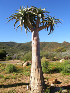 Aloe pillansii (10 Seeds) Caudex Namibia