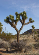 Load image into Gallery viewer, Clistoyucca brevifolia (8 Seeds) Caudex