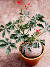 Indlæs billede til gallerivisning Adenoropium berlandieri (10 Seeds) Caudex Texas